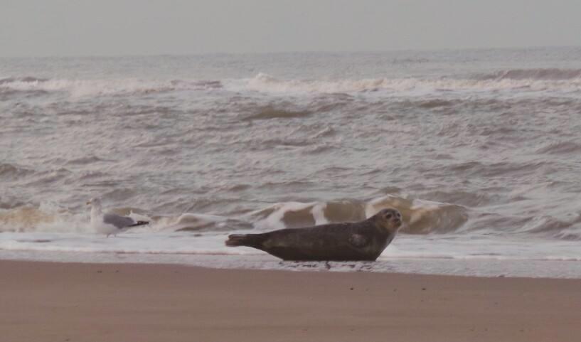 De Blaauboer, Vakantiehuisje Egmond aan Zee Quarto foto
